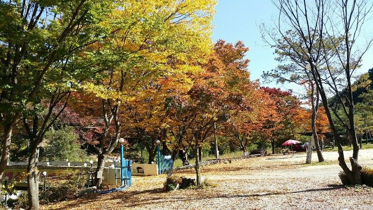 단풍사진